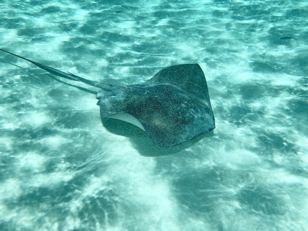 black stingray on body of water