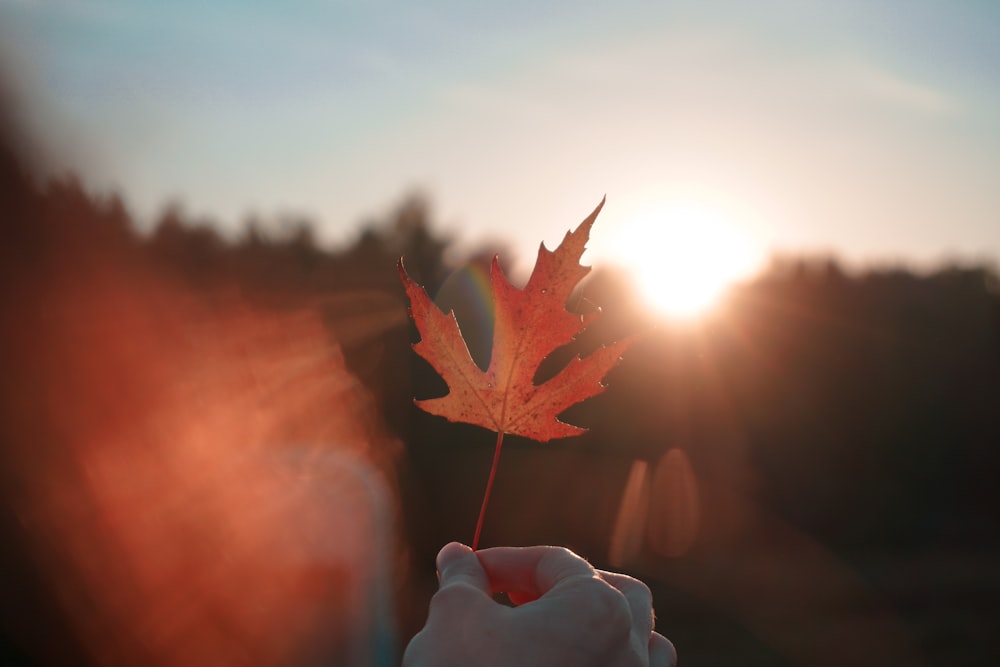 person holding brown maple leaf