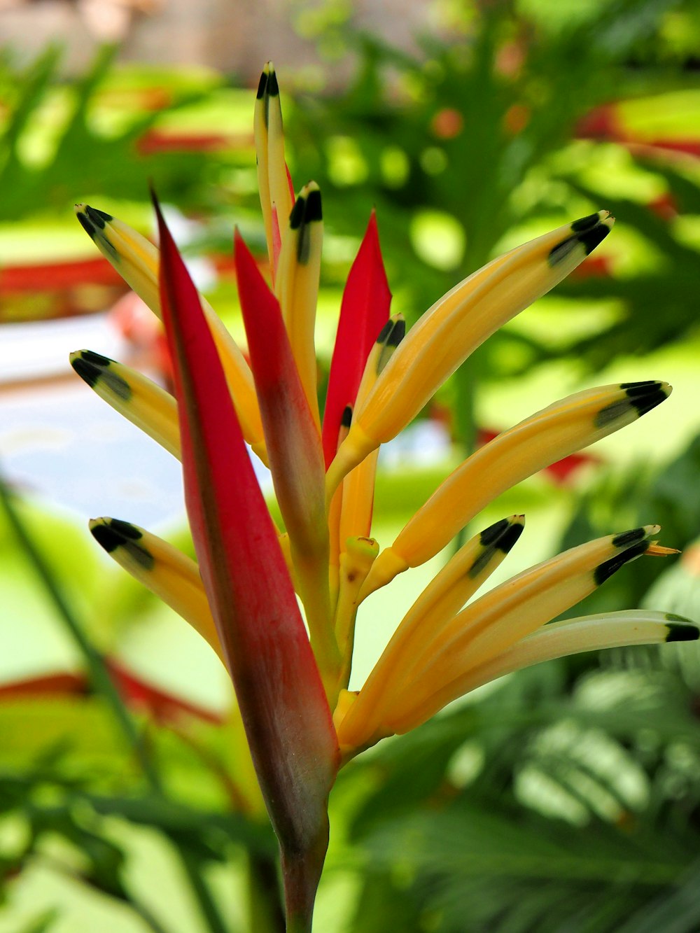 a red and yellow flower with green leaves in the background