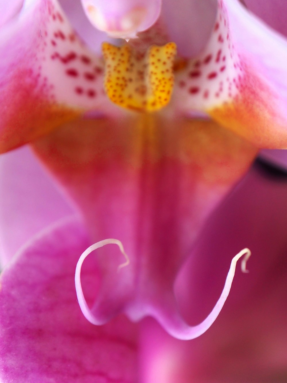 a close up of a pink flower with yellow stamen