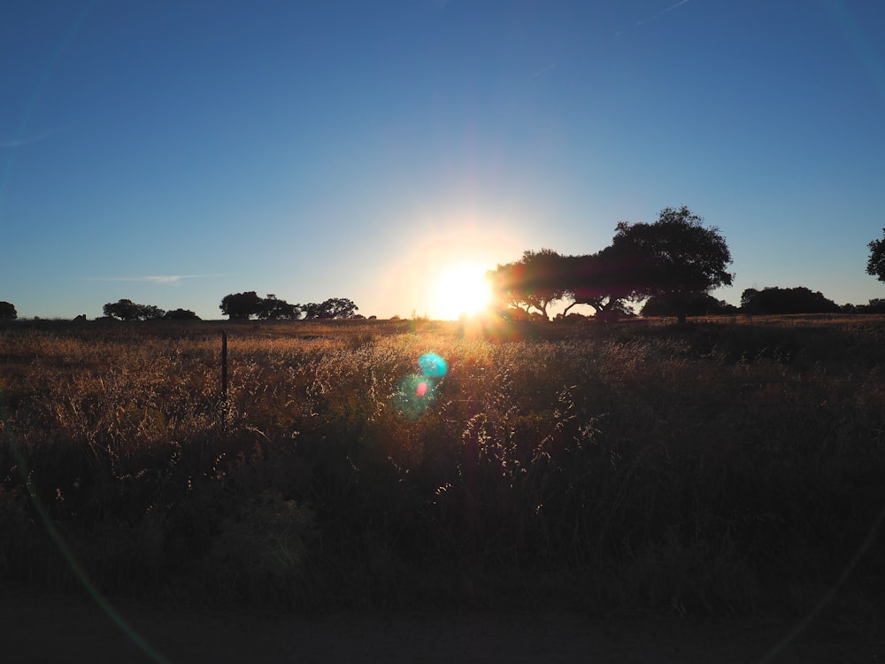 grassland across sun photo