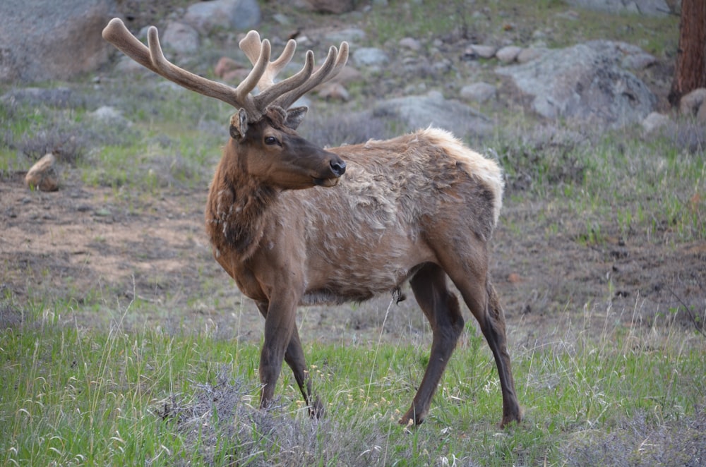 brown deer on green grass during daytime