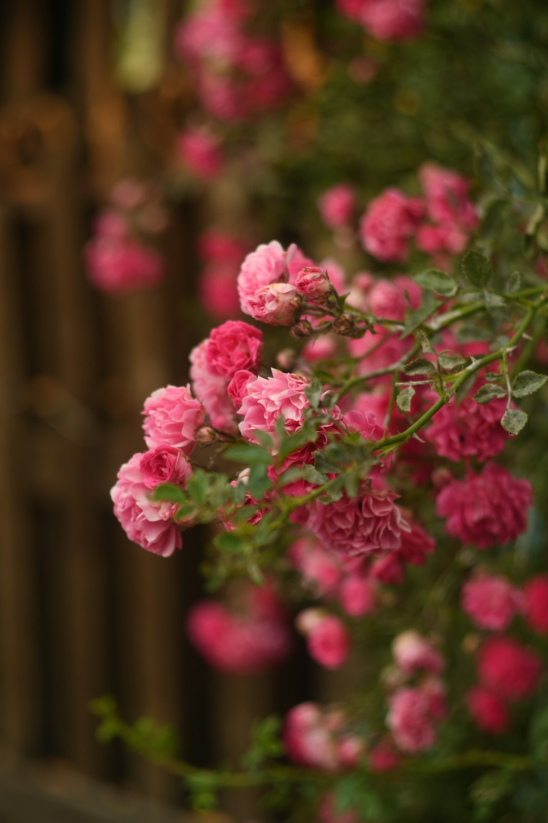 pink flowers