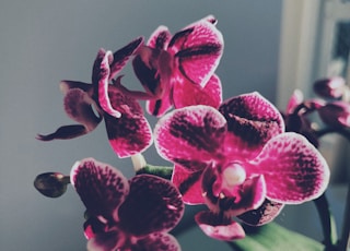 violet orchid in black pot