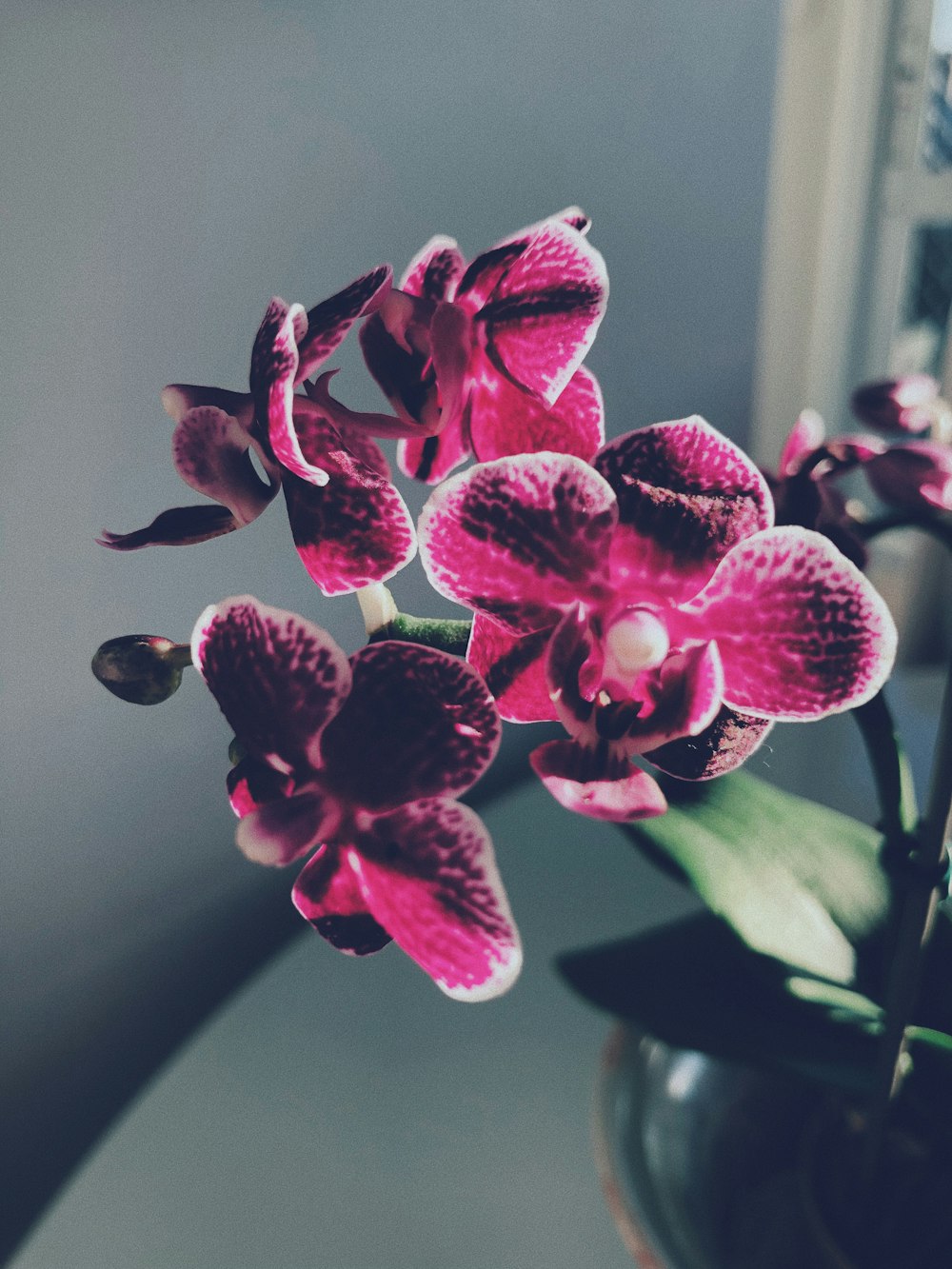 violet orchid in black pot