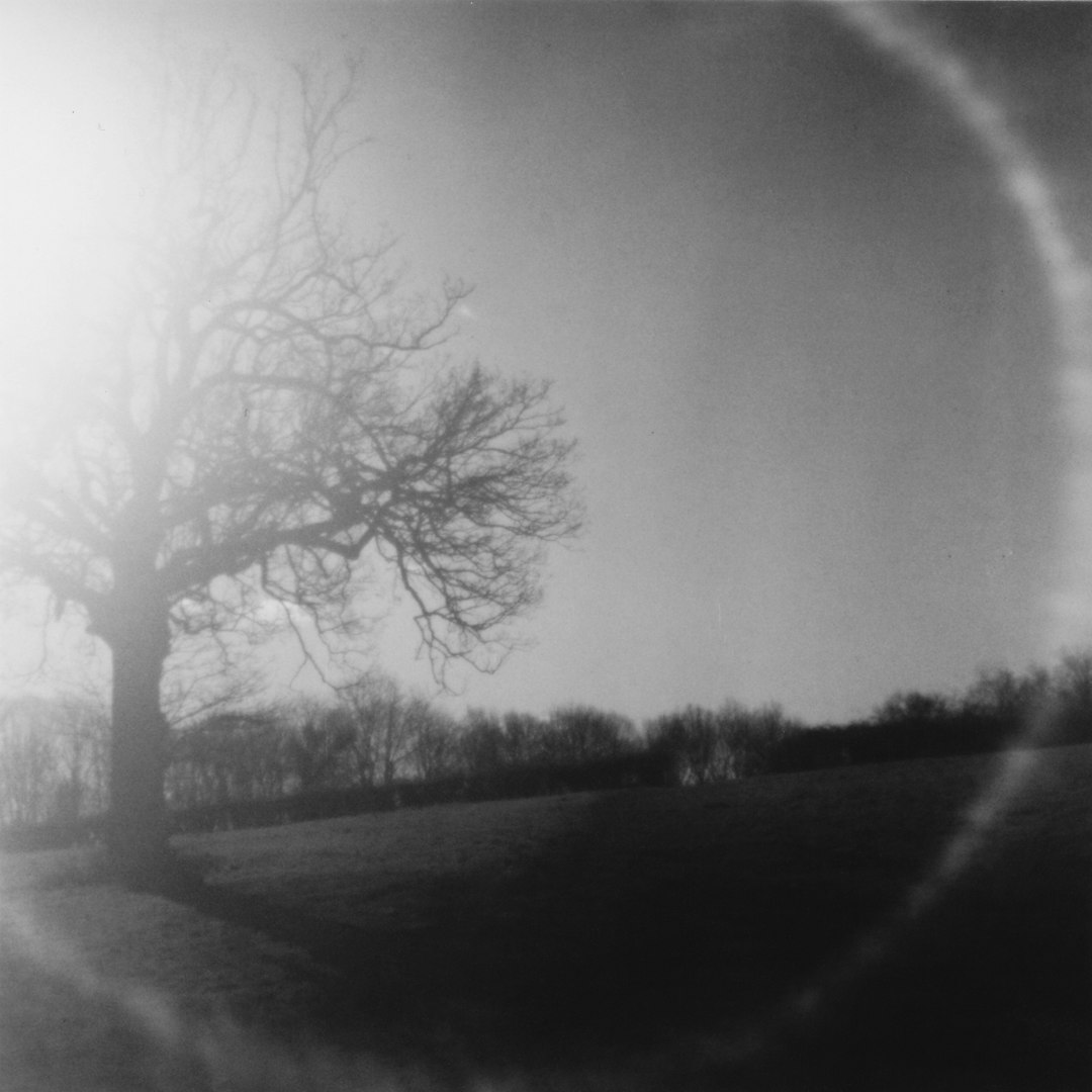 silhouette photo of tree