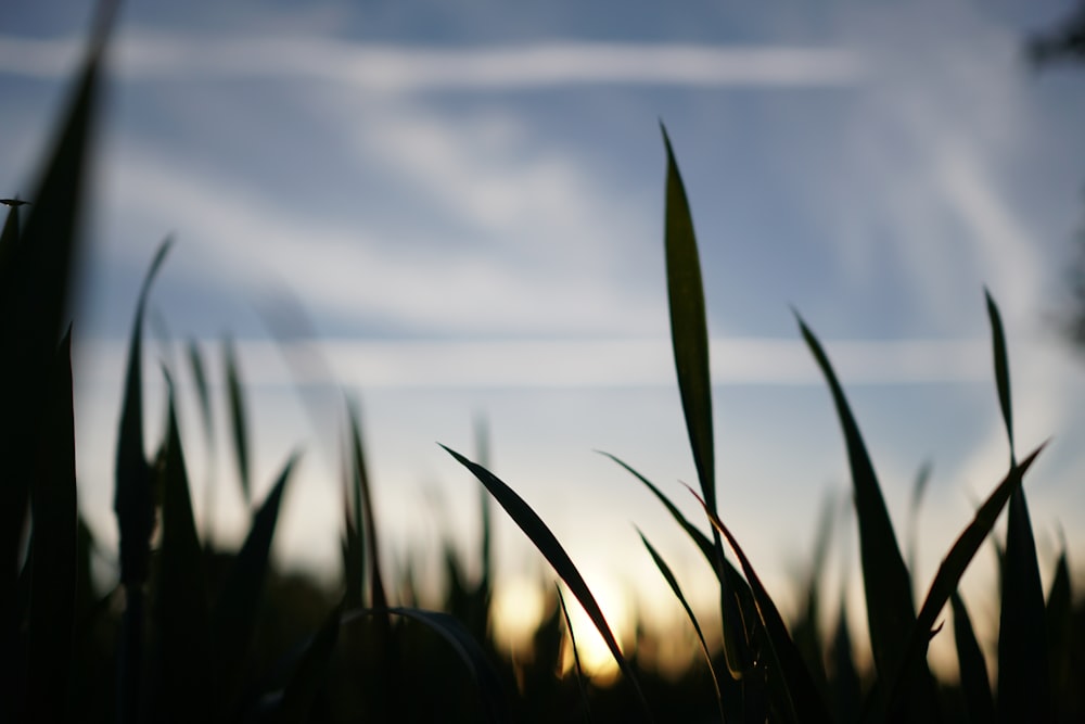 a close up of some grass with the sun in the background