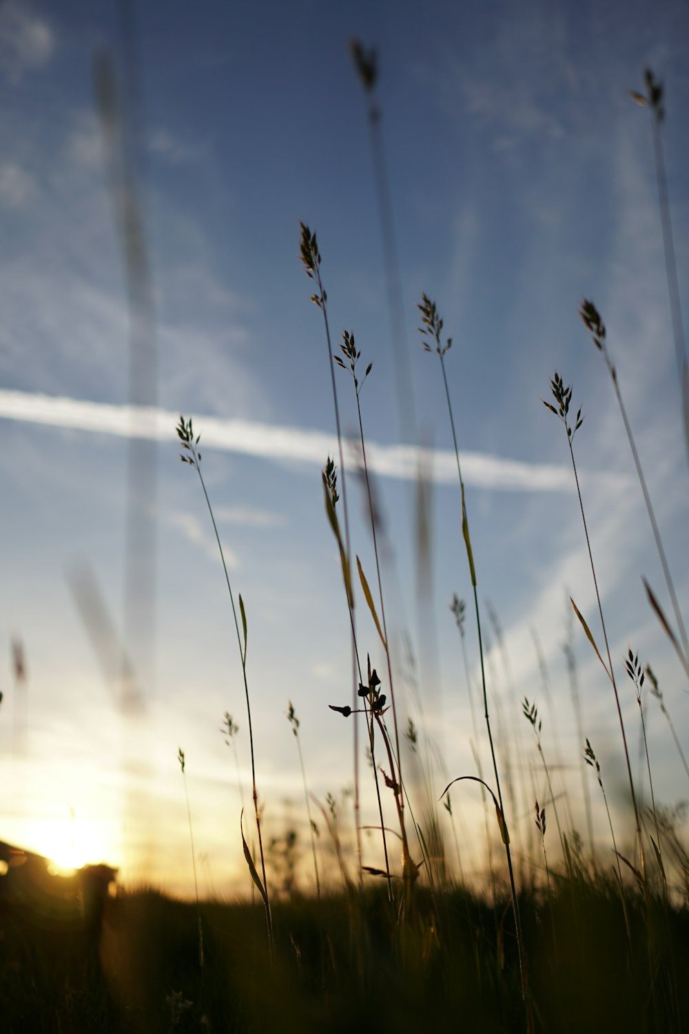 green grass field