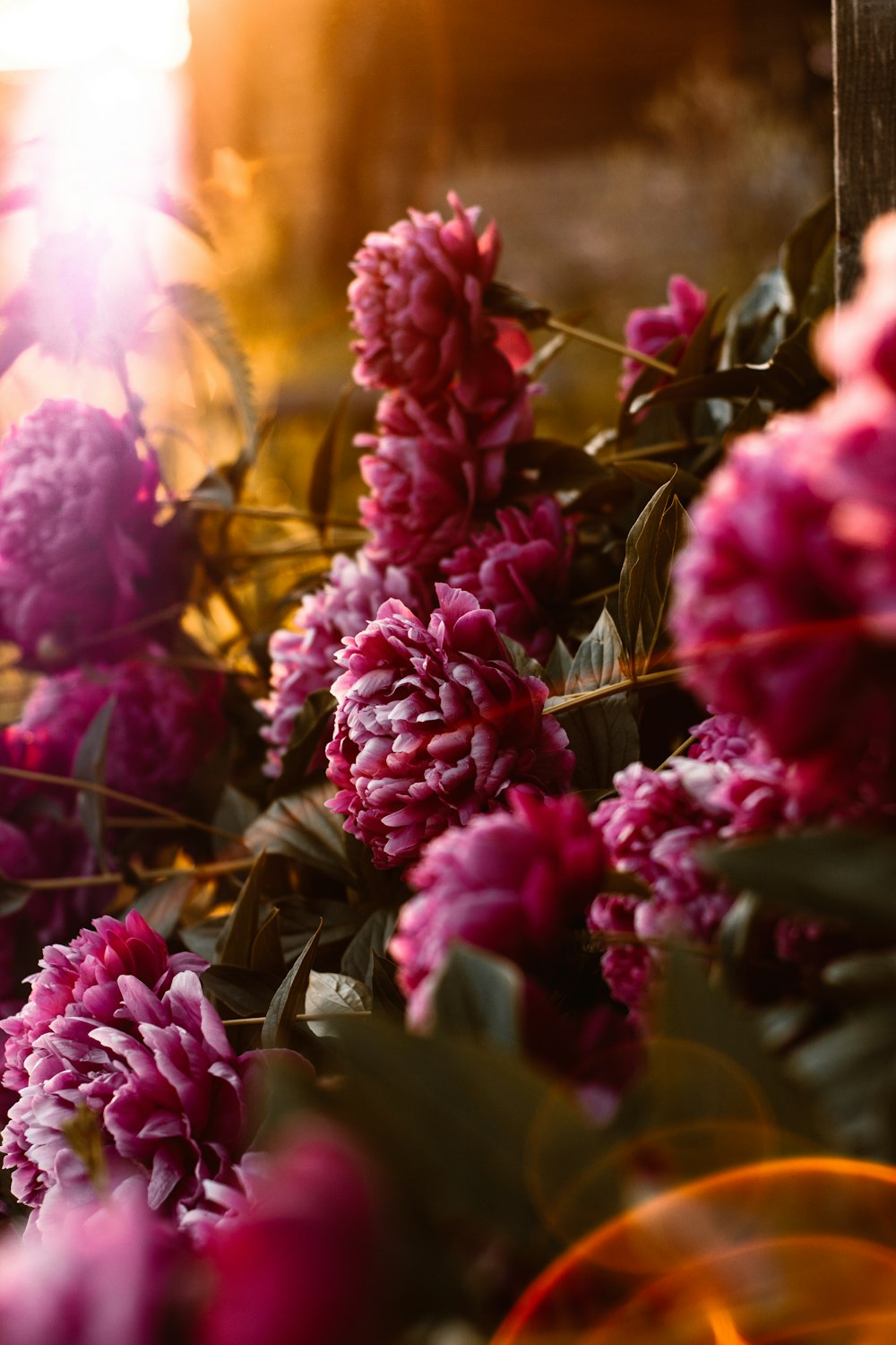 pink petaled flower