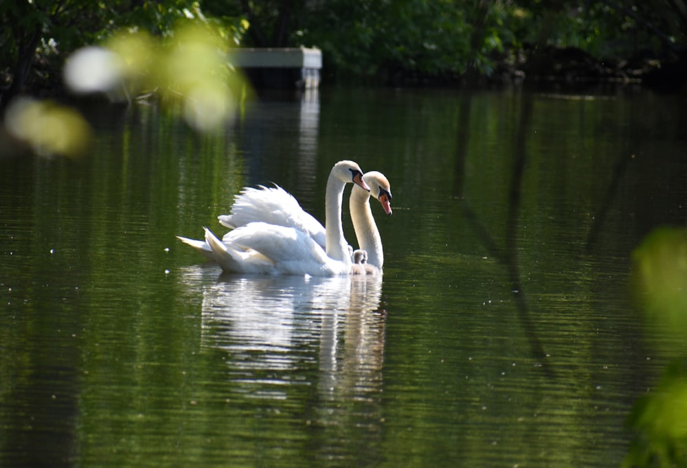 Dois cisnes brancos