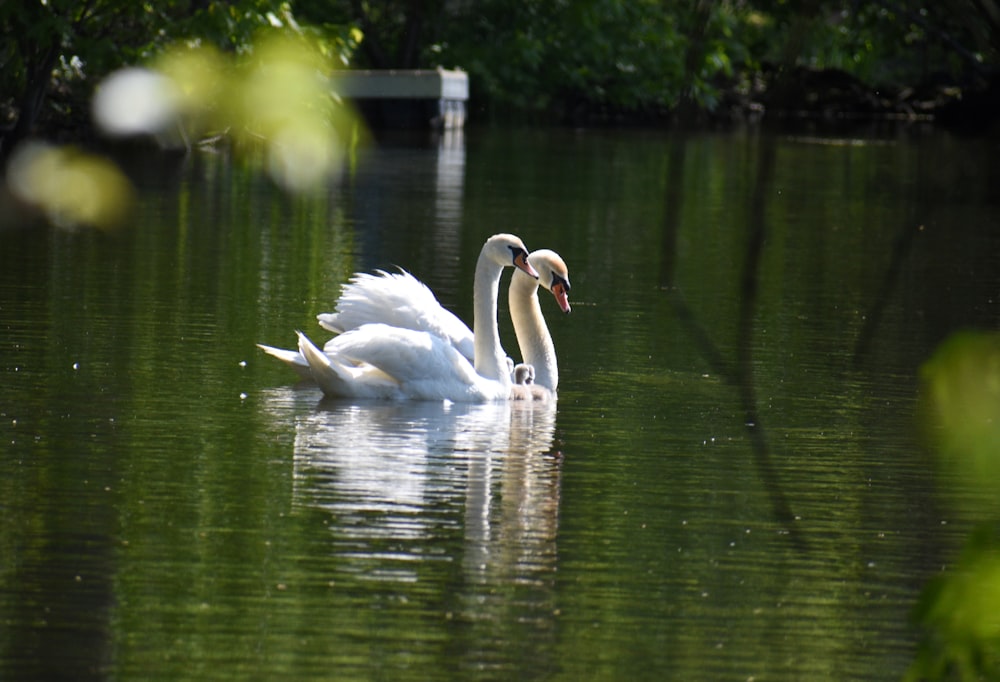 two white swans
