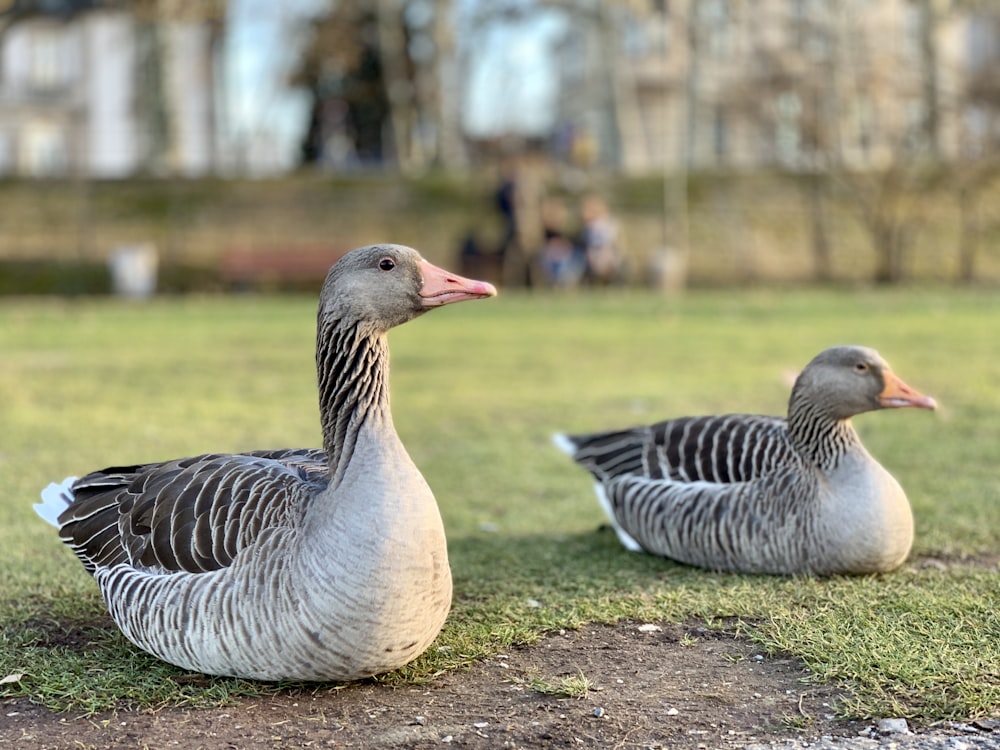 two gray ducks