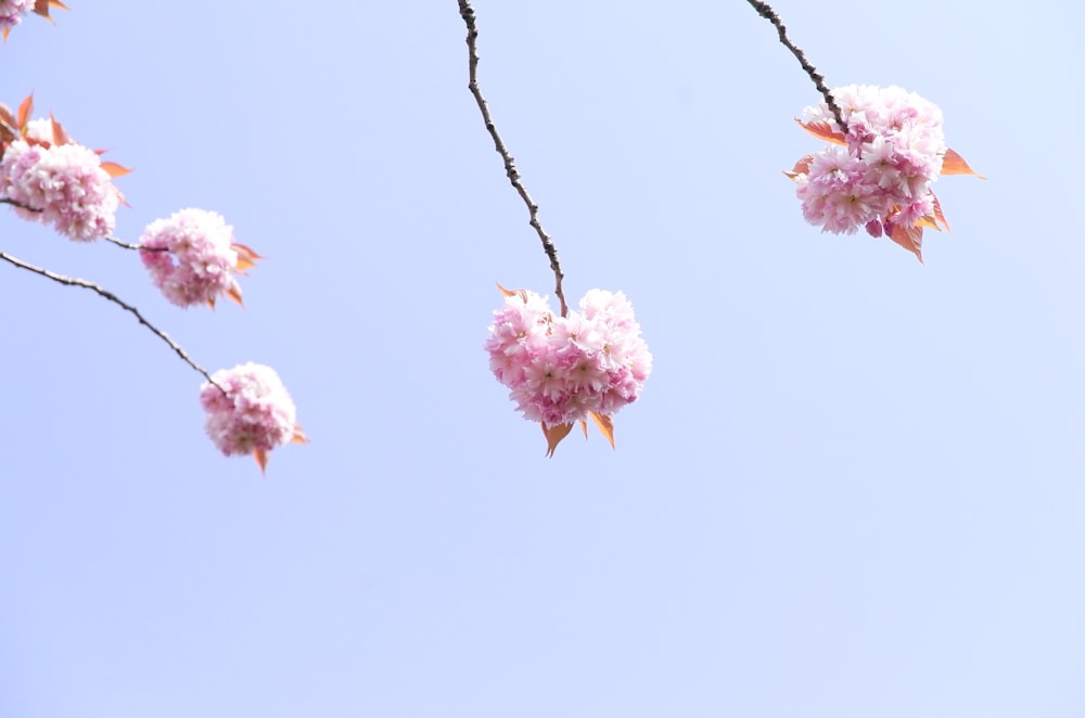 pink petaled flowers