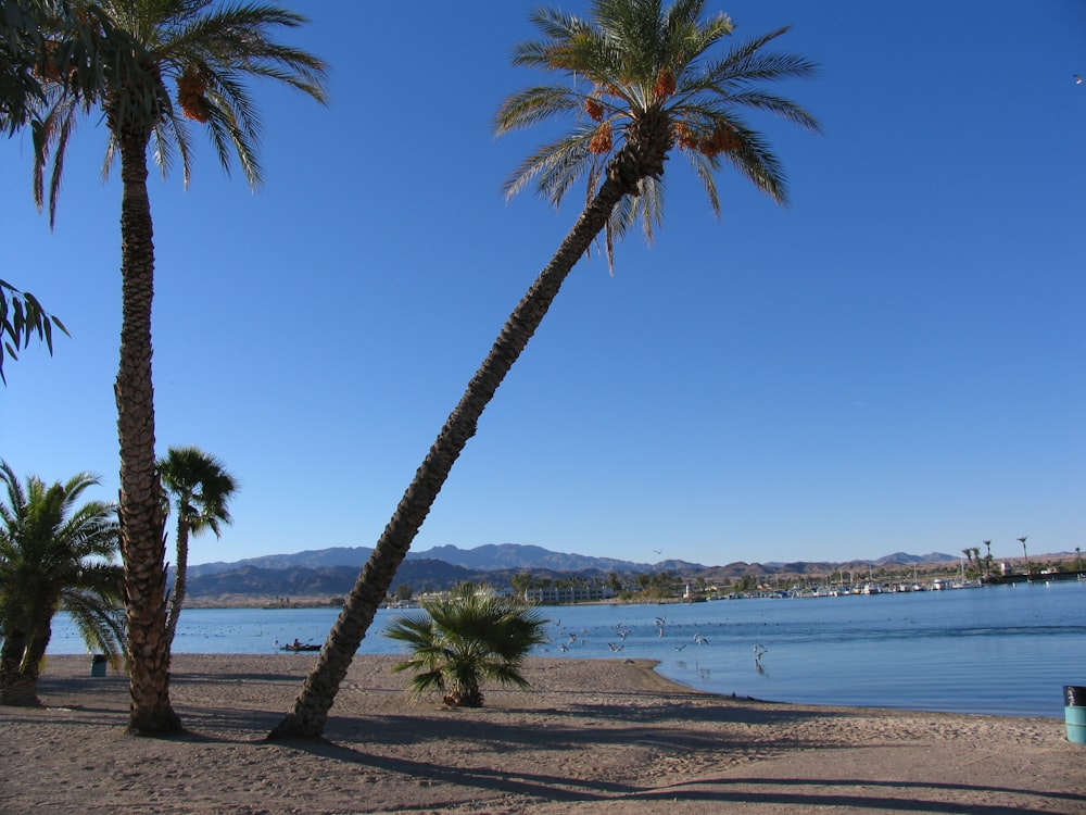 landscape photo of a beach