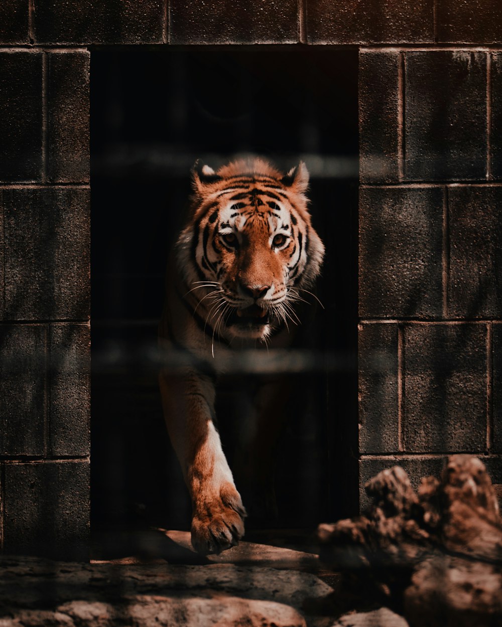 tigre brun