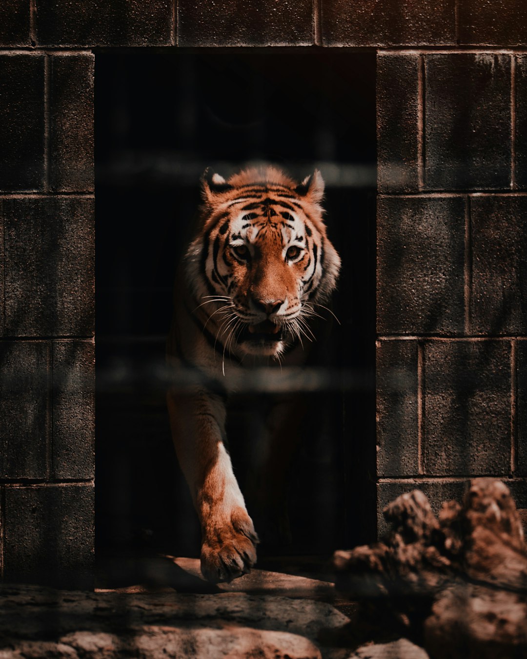 brown tiger