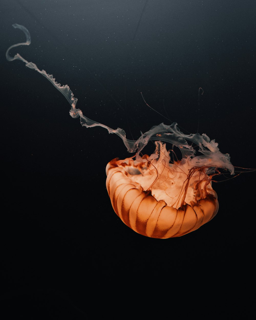 orange jellyfish