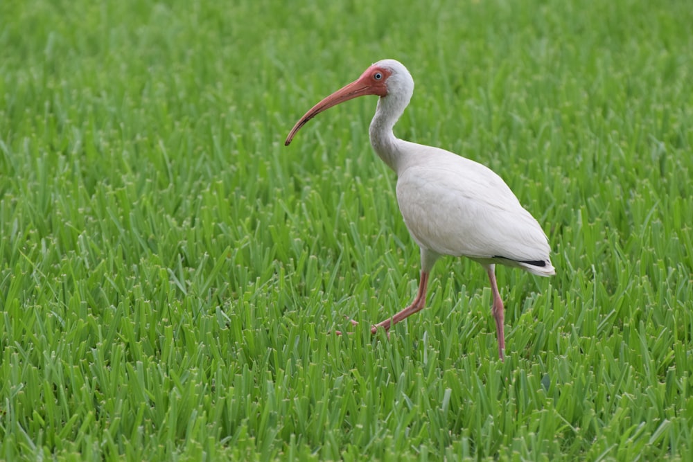 long-beaked white bird on grassy fields