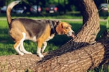 A medium-sized beagle exploring a leafy path with a bright red leash under gentle sunlight.