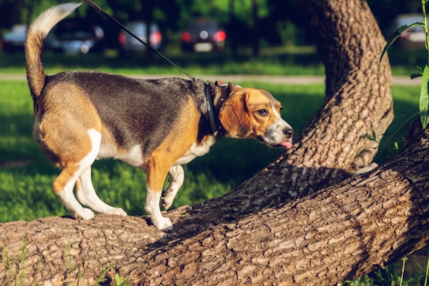 A smiling dog walker holding a leash with a joyful beagle trotting beside them in a sunny park.