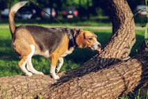 A beagle dog walking along a large, textured tree branch in a sunlit park, with a leash attached to its collar. The dog is displaying a curious expression with its tongue slightly out. In the background, blurred greenery and parked cars are visible.