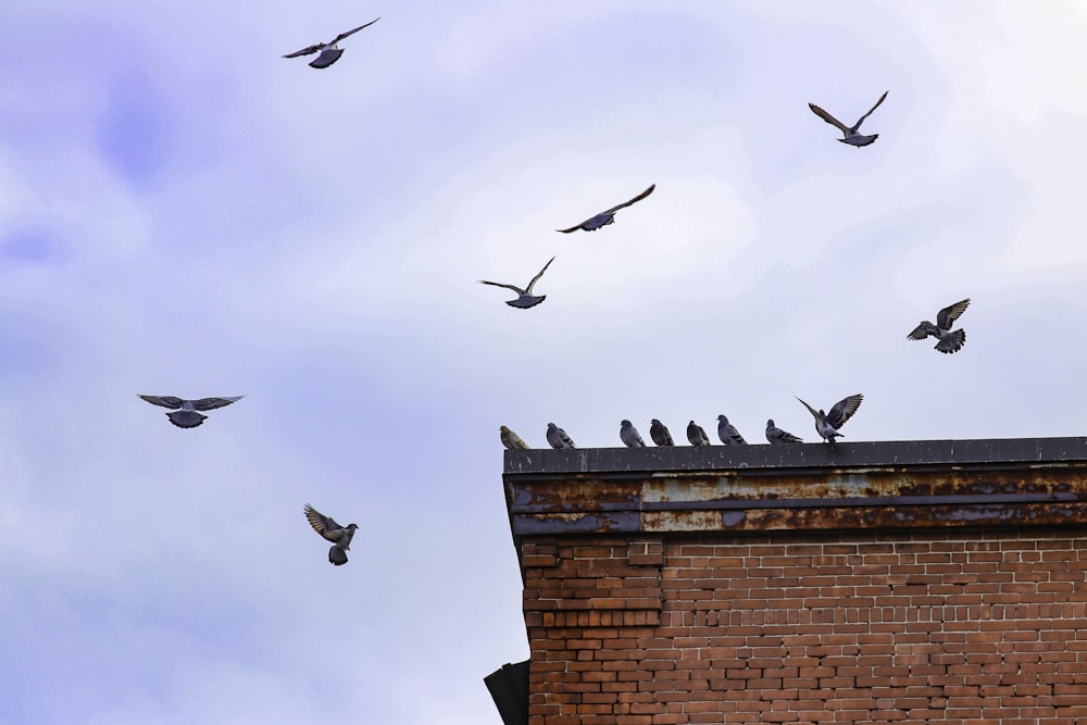flight of pigeons