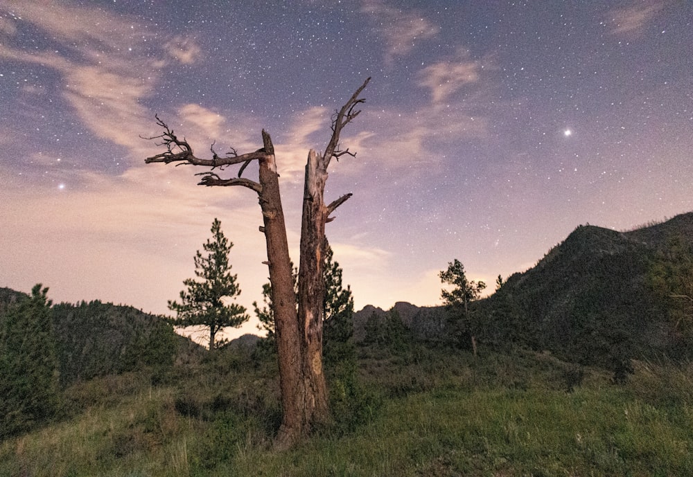 bare tree in the forest under starry sky