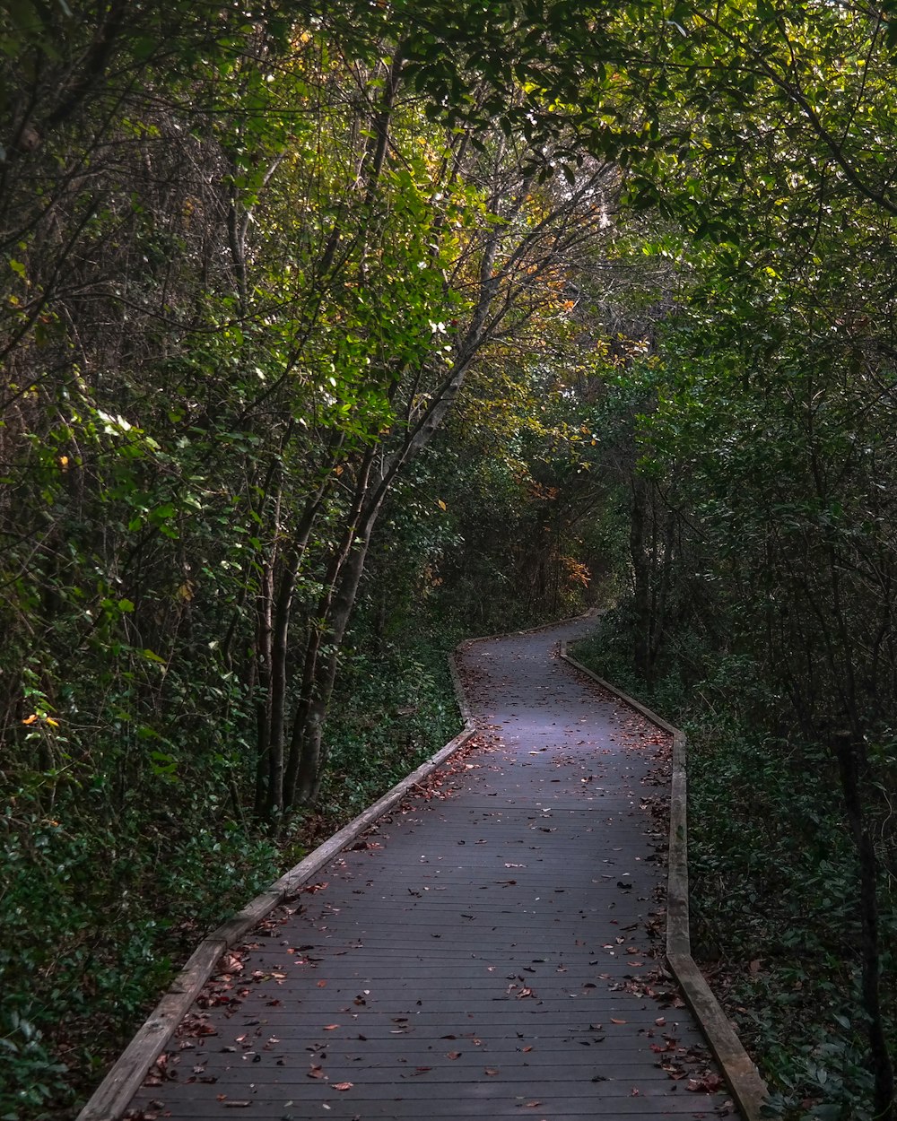 green-leafed trees