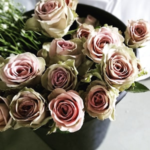 Soft Pink Roses