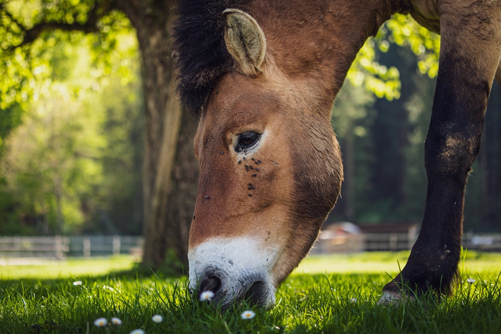 cheval brun mangeant de l’herbe verte