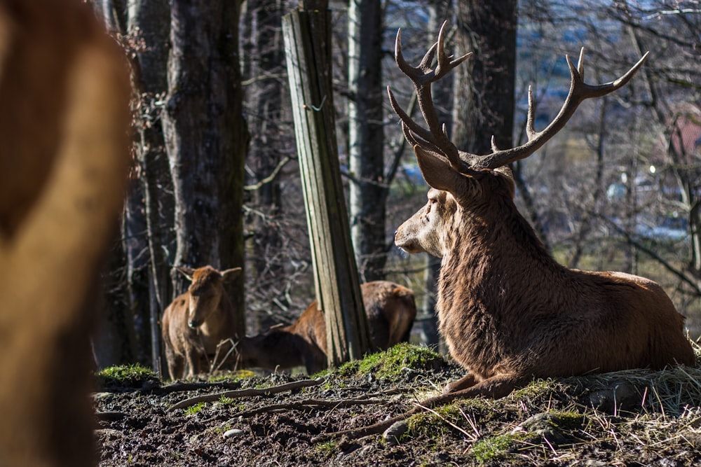 moose lying on ground near trees