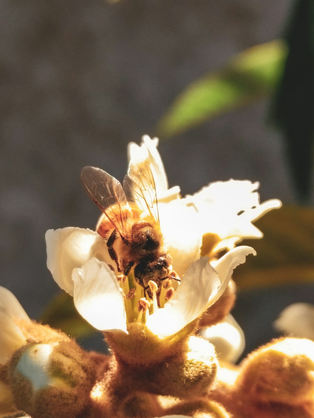 bumble bee perched on white flower