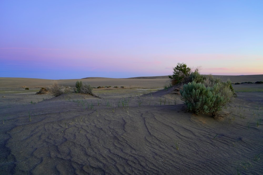 alberi verdi nel deserto