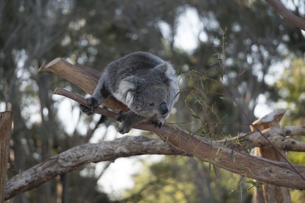 gray koala on brown tree