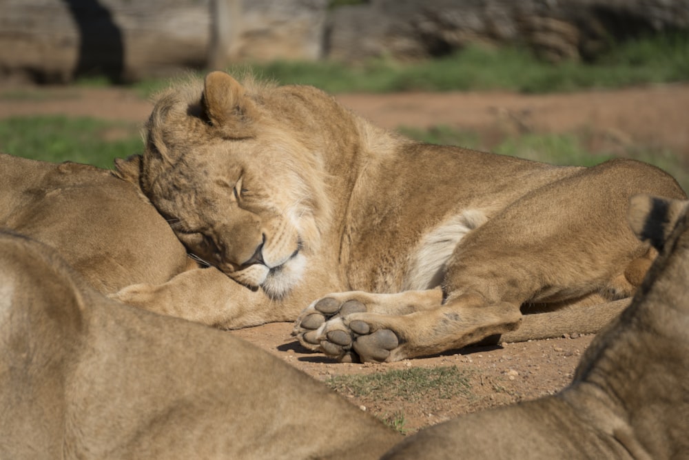 lion couché sur un autre lion