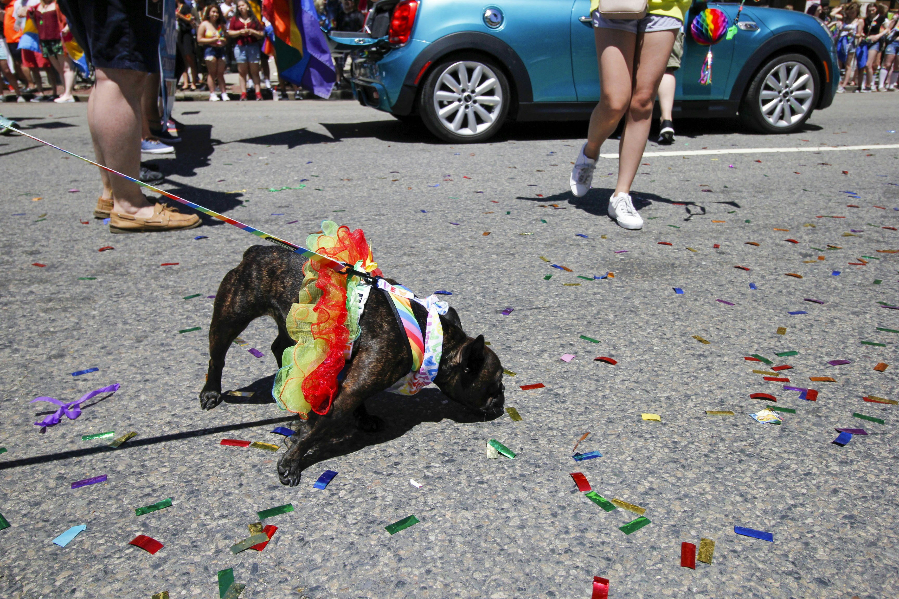 dog with leash on road near people and car