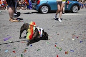 A small dog dressed in a colorful tutu is on a leash, walking on a street covered in confetti. People are visible in the background, and a blue car is parked nearby.