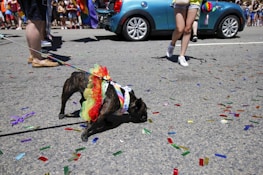 A small dog dressed in a colorful tutu is on a leash, walking on a street covered in confetti. People are visible in the background, and a blue car is parked nearby.