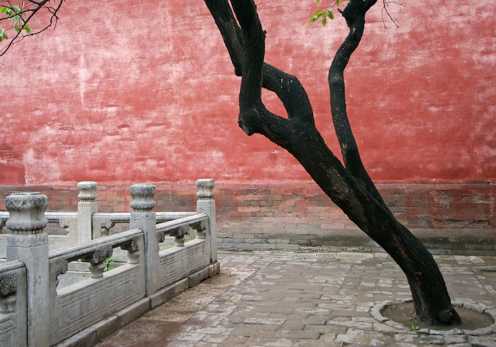 a tree in front of a red wall
