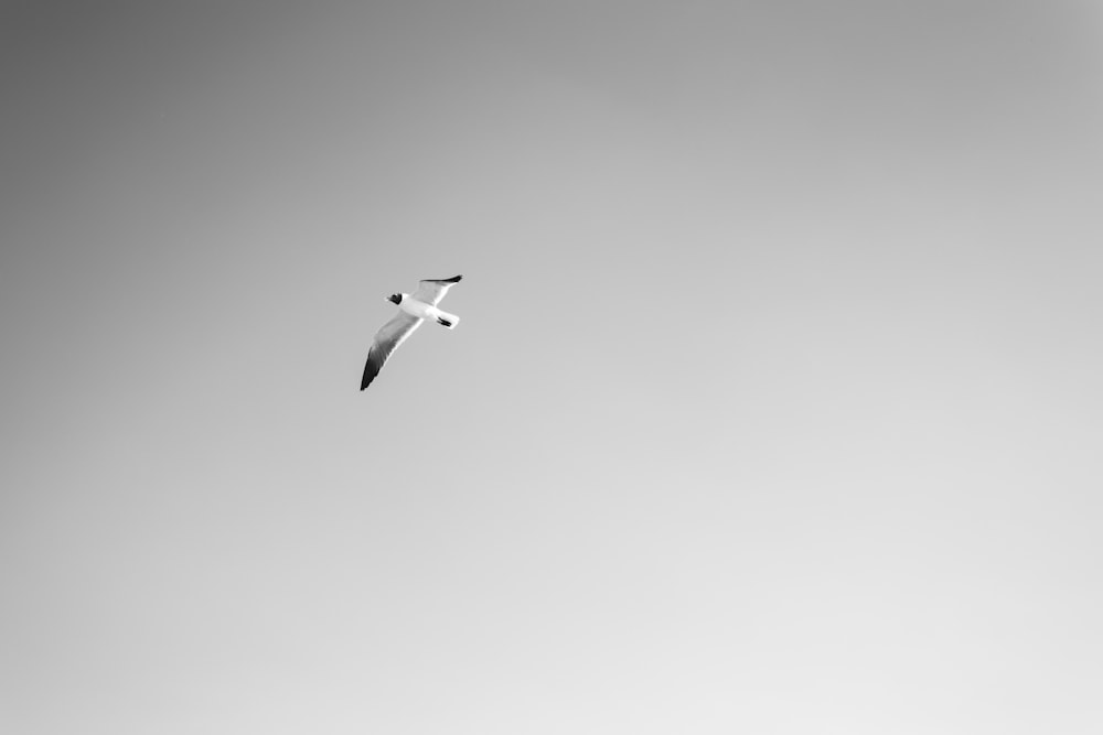 grayscale photo of bird flying