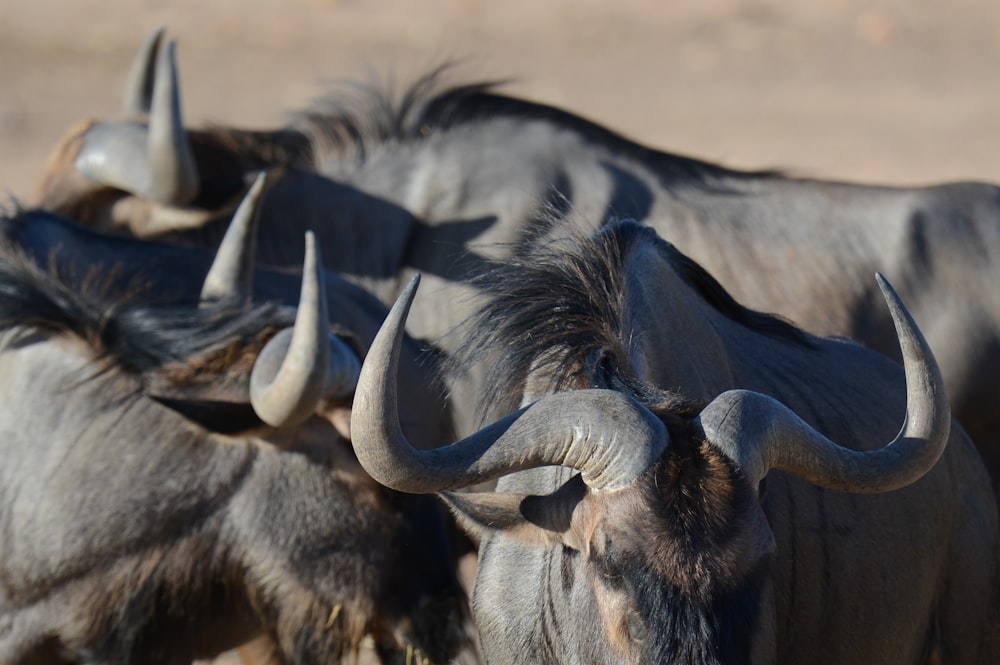 grey bulls during daytime