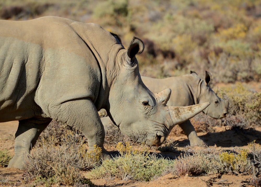 two gray rhinos on green field