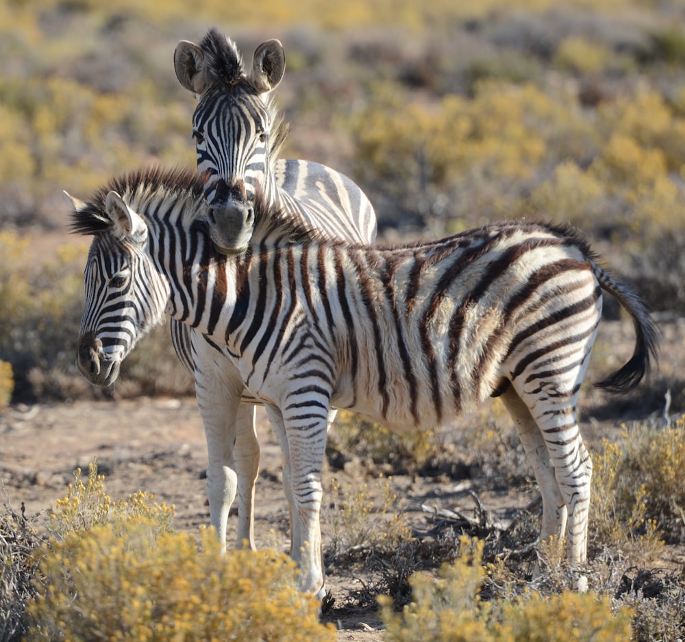 shallow focus photo of white and black zebra