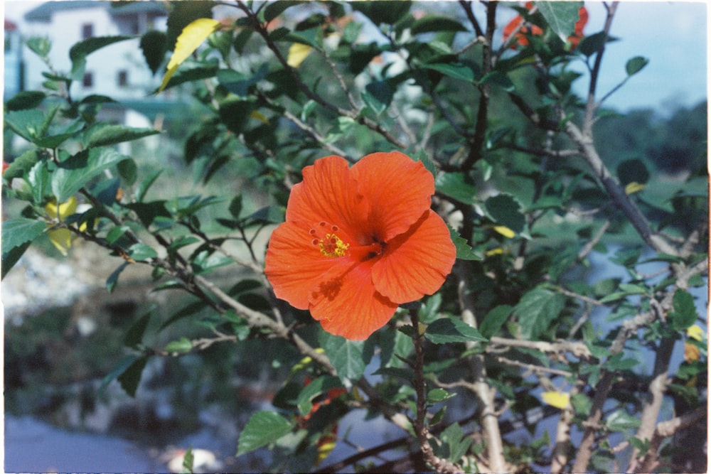 shallow focus photo of red flowe