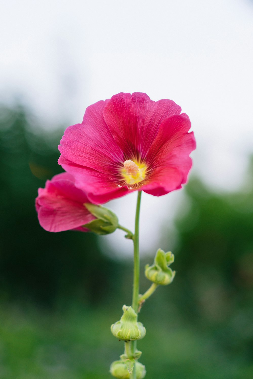 red-petaled flowers during day