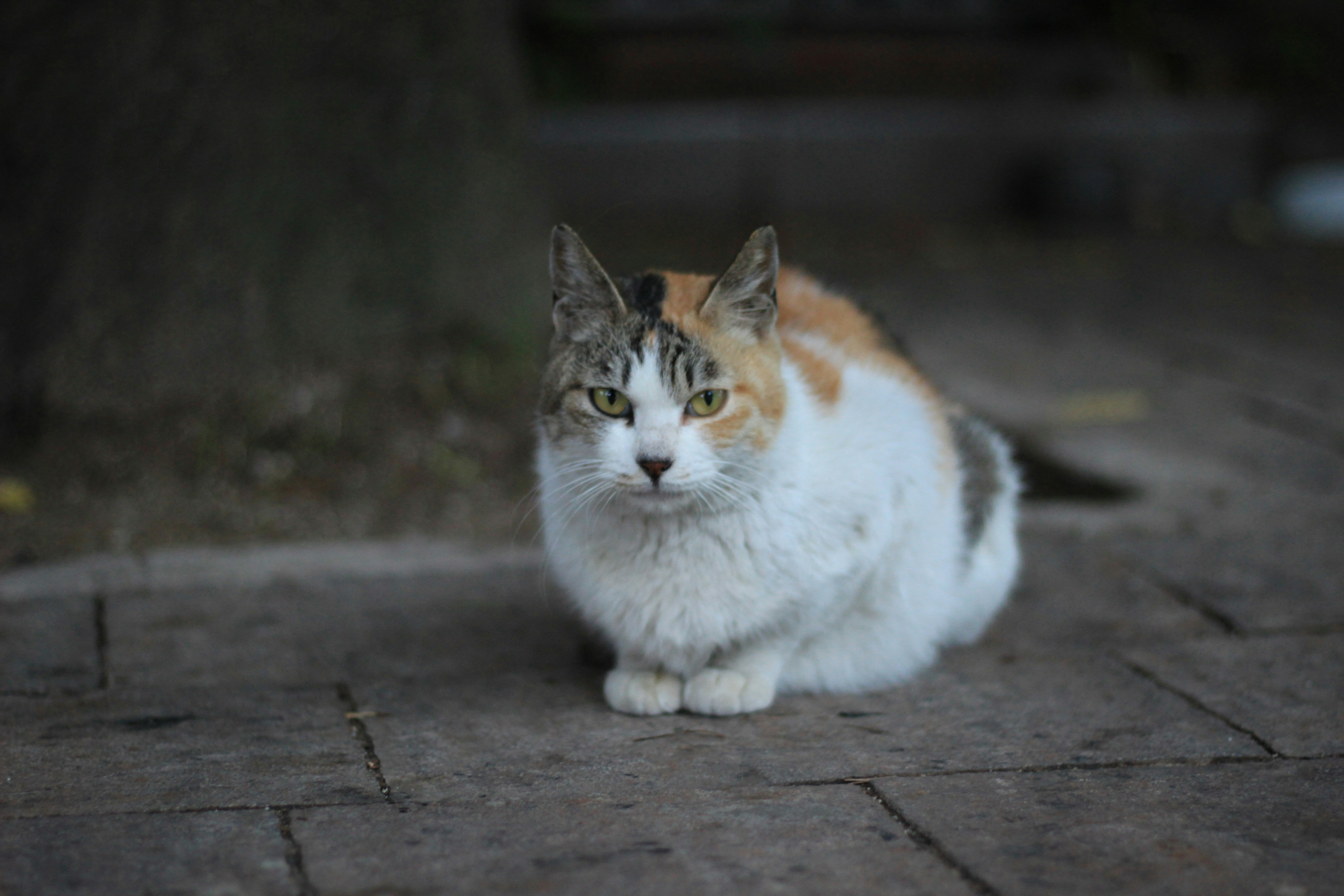 Short Fur Calico Cat On Grey Surface Photo Free Cat Image On Unsplash