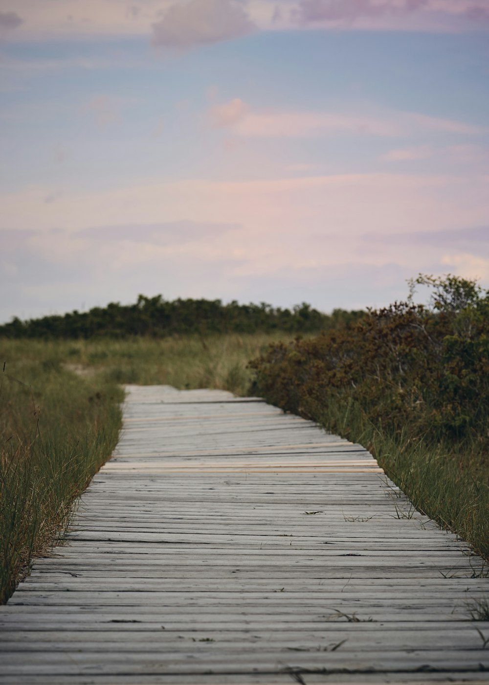 white wooden pathways besides grass