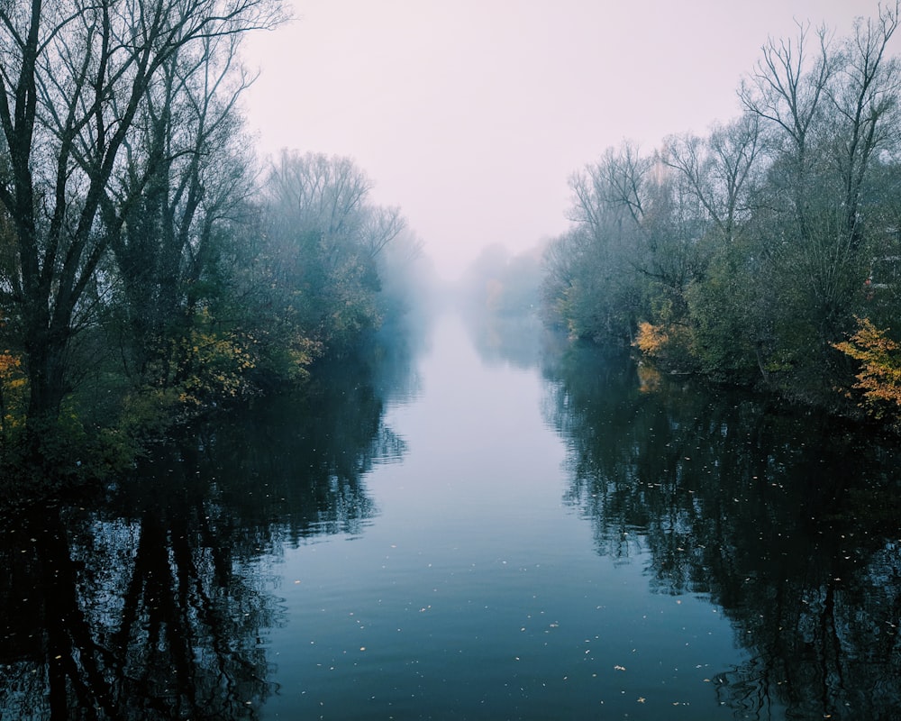 trees near body of water during daytime