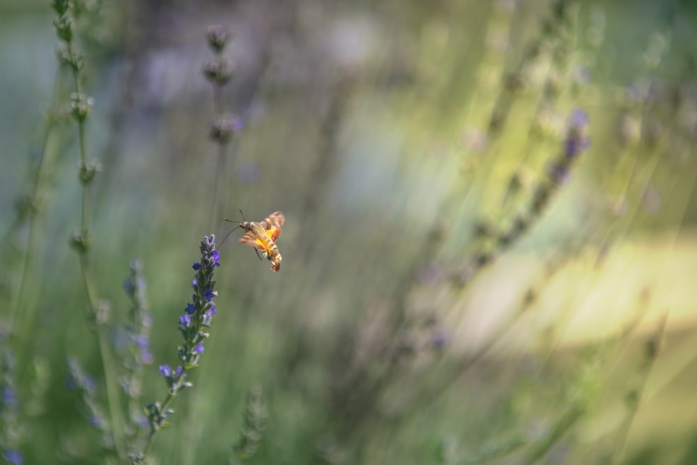 yellow insect on flower close-up photography