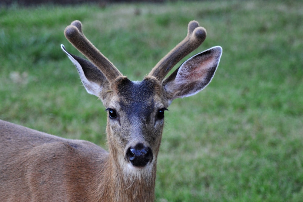 brown deer